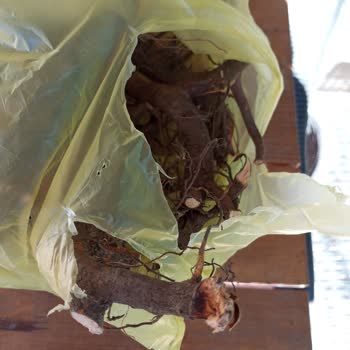 Fest Danışmanlık Ve Depolama Baston Gülü Siparişi Yanıltması Ve İade Kodu Yok: 2.999 TL İade Talebi