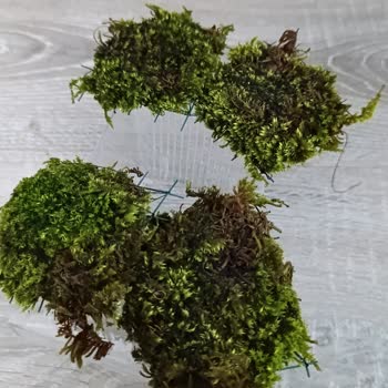 Yanlış Ve Eksik Gönderim: Kiraz Karides Ve Yosun Çeşitleri Hatalı