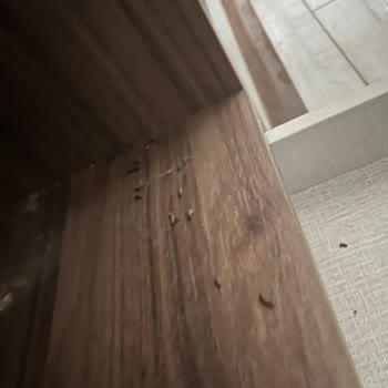 Doğtaş’ta Costa TV Ünitesi Şöminesinde Fare Dışkısı Ve İdrarı Bulundu, Montaj Sonrası Hizmet Kayıp