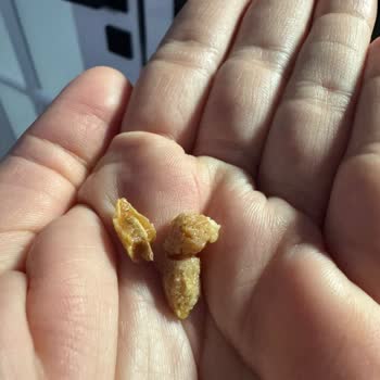 Biber Dolgulu Zeytin Ürününde Çekirdek Çıktı, Sağlık Ve Güvenlik Riski