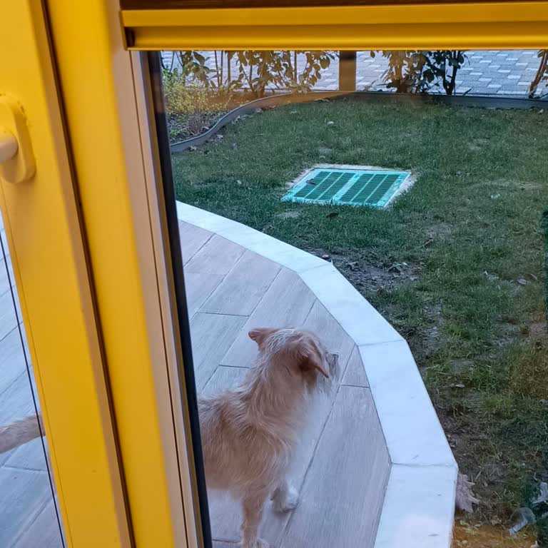 Zeray Mahal'da Boşluklar Nedeniyle Sokak Hayvanları Siteyi Dolduruyor, Acil Çözüm Gerekiyor