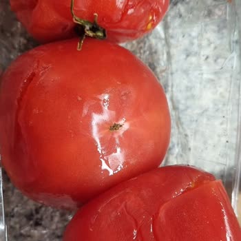 Kalitesiz Ürünler Ve Cevapsız Müşteri Desteği