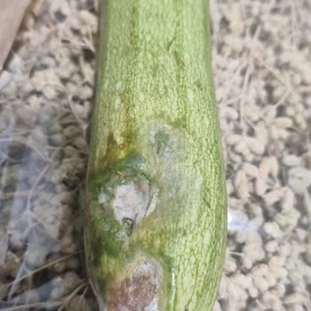 Kalitesiz Ürünler Ve Cevapsız Müşteri Desteği