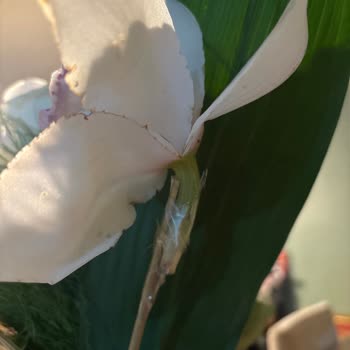 Hızlı Çiçek | hizlicicek.com Koparılmış Dallar Ve Bantlanmış Çiçek: Kalitesiz Buket