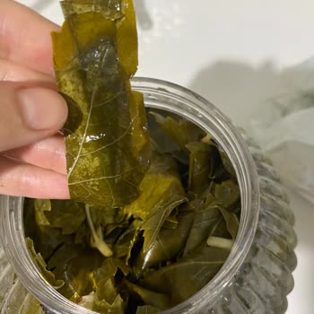 @ege_ovasi Gönderilen Yaprakların Fotoğraflarda Gösterilenle Hiçbir Alakası Yoktu