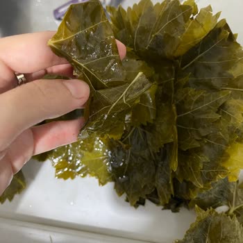 @ege_ovasi Gönderilen Yaprakların Fotoğraflarda Gösterilenle Hiçbir Alakası Yoktu