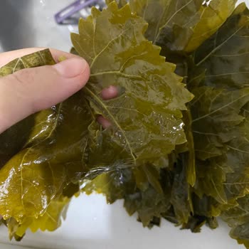 @ege_ovasi Gönderilen Yaprakların Fotoğraflarda Gösterilenle Hiçbir Alakası Yoktu