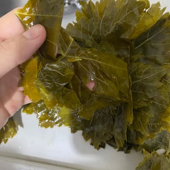 @ege_ovasi Gönderilen Yaprakların Fotoğraflarda Gösterilenle Hiçbir Alakası Yoktu