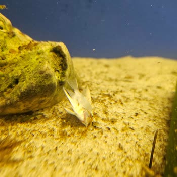 Canlı Petshop’tan Ölümcül Balıklar Ve Köksüz Bitkiler: Tam İade Talebi