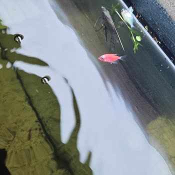 Canlı Petshop’tan Ölümcül Balıklar Ve Köksüz Bitkiler: Tam İade Talebi