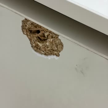 Kırık Ve Eksik Parçalı Larissa Konsolu İçin Hızlı Değişim Talebi