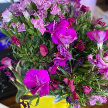 Doğum Günü Çiçeği Solmuş Ve Kırık Geldi, Tam İade Talebim