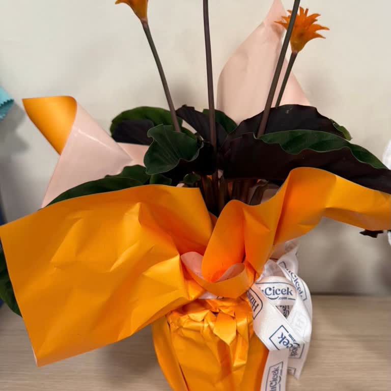 Görselden Küçük Ve Kurumuş Çiçek Gönderimi İçin Şikayet