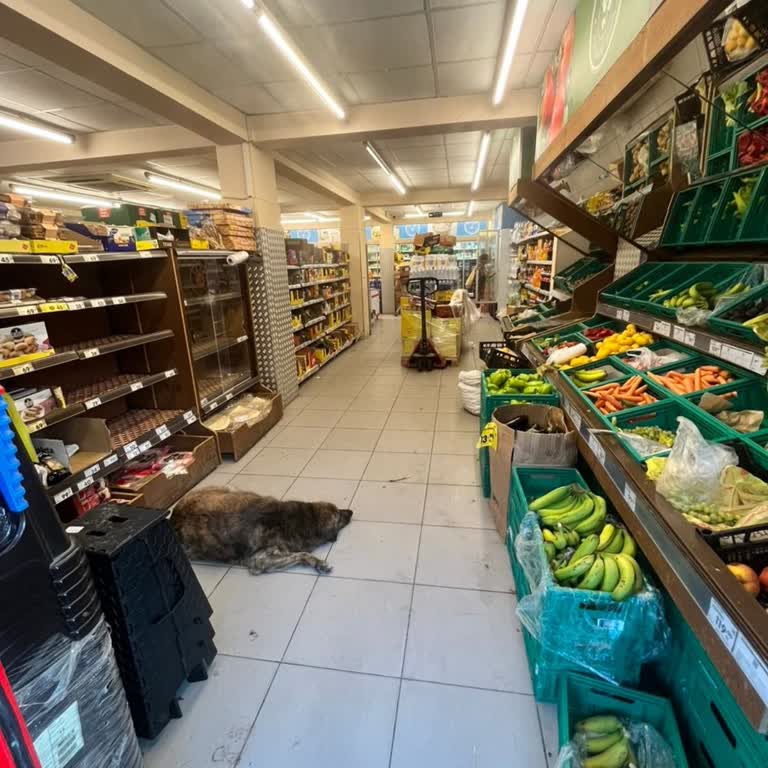 Migros Mağazalarında Hayvanların İçeri Alınması Hijyen Sorununu Tehdit Ediyor