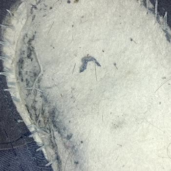 Gant Ayakkabılarındaki Çatlak Ve Dikiş Patlaması, Mağazanın İade Reddine Karşı Şikayet