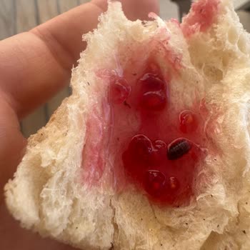 İlkgün Ahududu Reçelinde Böcek Tespiti Gıda Güvenliği Skandalı