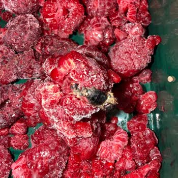 Lavi Juice Frambuazların İçinde Böcek Olduğunu Fark Ettim