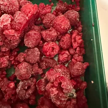 Lavi Juice Frambuazların İçinde Böcek Olduğunu Fark Ettim