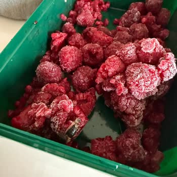 Lavi Juice Frambuazların İçinde Böcek Olduğunu Fark Ettim