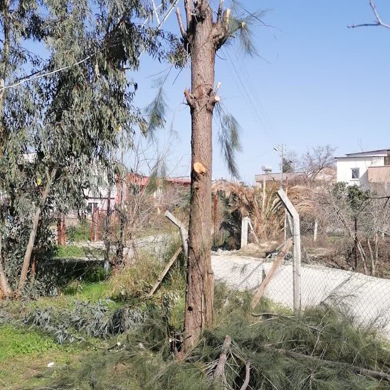 İzinsiz Çam Ağacı Kesimi Ve Tel Çit Tahribatı