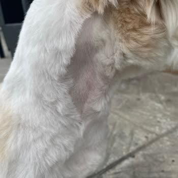 Vetopia Çorlu’da Kötü Tıraş Ve Cilt Tahrişi, Müşteri İletişiminde Saygısızlık