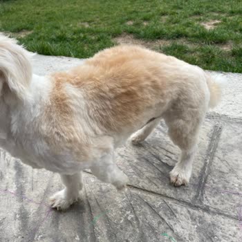 Vetopia Çorlu’da Kötü Tıraş Ve Cilt Tahrişi, Müşteri İletişiminde Saygısızlık