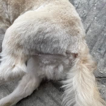 Vetopia Çorlu’da Kötü Tıraş Ve Cilt Tahrişi, Müşteri İletişiminde Saygısızlık