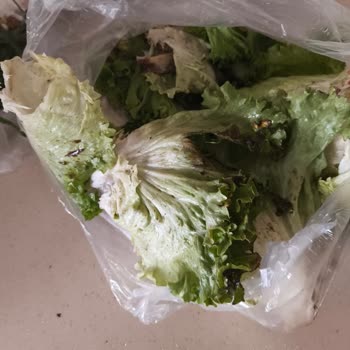 Sebze Ve Yeşilliklerde Sürekli Bozuk Ürün Sorunu