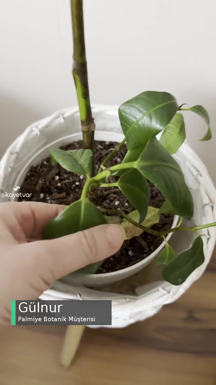 Palmiye Botanik Pişmanlığı, Toprak Değişim Sonrası Bitkilerim Öldü videonun kapak resmi