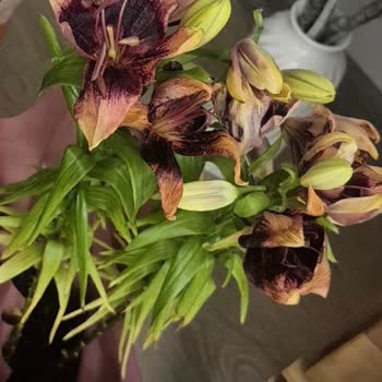 Yanıltıcı Görseller Ve Solmuş Çiçekler Nedeniyle İade Reddi