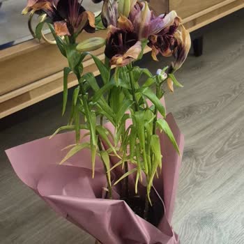 Yanıltıcı Görseller Ve Solmuş Çiçekler Nedeniyle İade Reddi