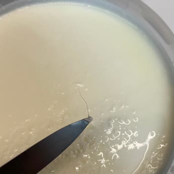 Sütaş Yoğurdunda Kıl Bulundu: Güvenlik Ve Kalite İhlali