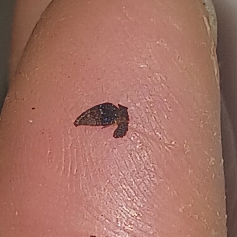 Böcek Kalıntısı Bulunan Cola Turka Şişesi