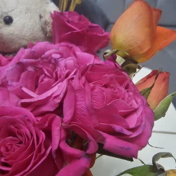 Bulanık Görseller Ve Çürük Çiçekler Nedeniyle Tam İade Talebi