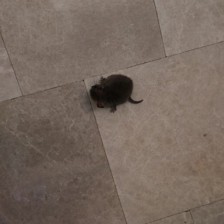 Ezine A101 Şubesinde Fare Görülmesi Ve Acil Hijyen Denetimi Talebi