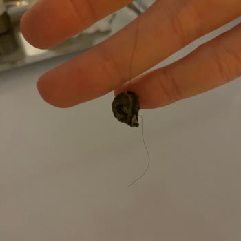 Chado Jasmine Pearls Çay Topunda Saç Bulunması Hijyen Endişesi Ve Ürün Değişimi