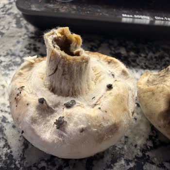 Kurtköy Migros'ta Tarihi Geçmemiş Olmasına Rağmen Küflü Mantar Satışı