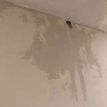 5 Yıllık Garanti Kapsamındaki Çatı Sızıntısı Ve Asansör Kartı Sorunu Çözülmedi
