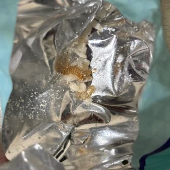 Şok Marketler Karmen Bademli Hindistan Cevizi Toplarının İçinden Hem Canlı Hem De Ölü Kurtlar Çıktı