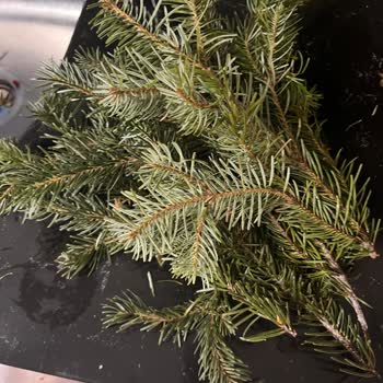 Çiçek Sepeti'nden Solmuş Ve Kırık Gül Demeti, Müşteri Hizmetleri Cevapsız