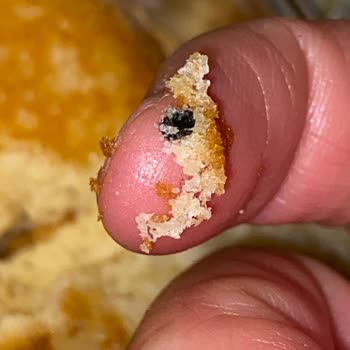 Torku Sade Kekte Yabancı Cisim Tespiti Ve Sağlık Endişesi