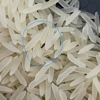 Hünkar Baldo Ve Basmati Pirinçinde Kurtlu Ve Böcekli Ürünler