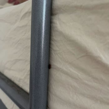 Tahta Kurusu İstilası Ve Yetersiz İlaclama Yurt Öğrencilerini Sağlık Riski Altına Sokuyor