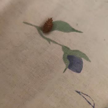 Amigo Ayçekirdeğinde Yabancı Dikenli Cisim Bulunması Hijyen Sorunu