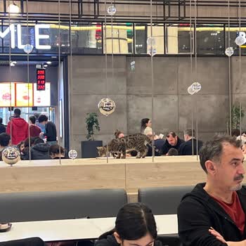 Metropol AVM Yemek Alanında Kedinin Masalara Atlaması Ve Kusması Hijyen İhmaline Yol Açıyor
