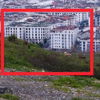 Esenyurt Okul Çevresinde Tehlikeli Köpek Sürüsü İçin Acil Müdahale Gerekiyor