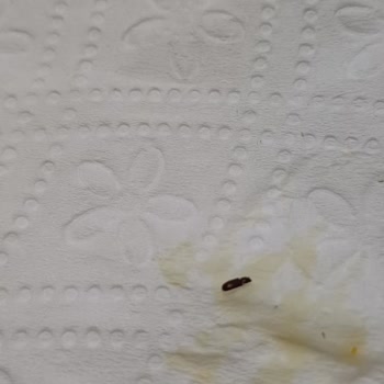 Trileçede Ölmüş Böcekler Tespiti Ve Yetersiz İade