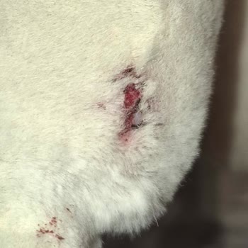 Kapaklı Elit Veterinerlik İşlem Sırasında Veya Sonrasında Bana Hiçbir Şekilde Bilgi Verilmedi