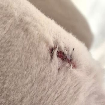 Kapaklı Elit Veterinerlik İşlem Sırasında Veya Sonrasında Bana Hiçbir Şekilde Bilgi Verilmedi