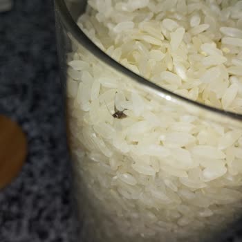 Denizli BİM'de Pirinç Paketinde Ölü Kelebek Tespiti Sağlık Endişesi